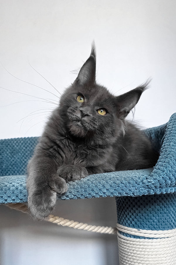 Wioletta | Polydactyl Maine Coon Kitten