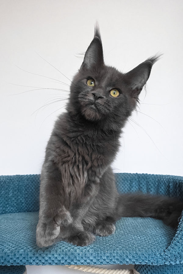 Wioletta | Polydactyl Maine Coon Kitten