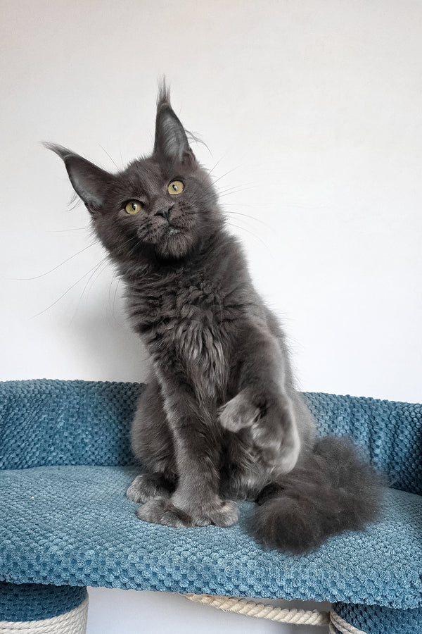 Wioletta | Polydactyl Maine Coon Kitten