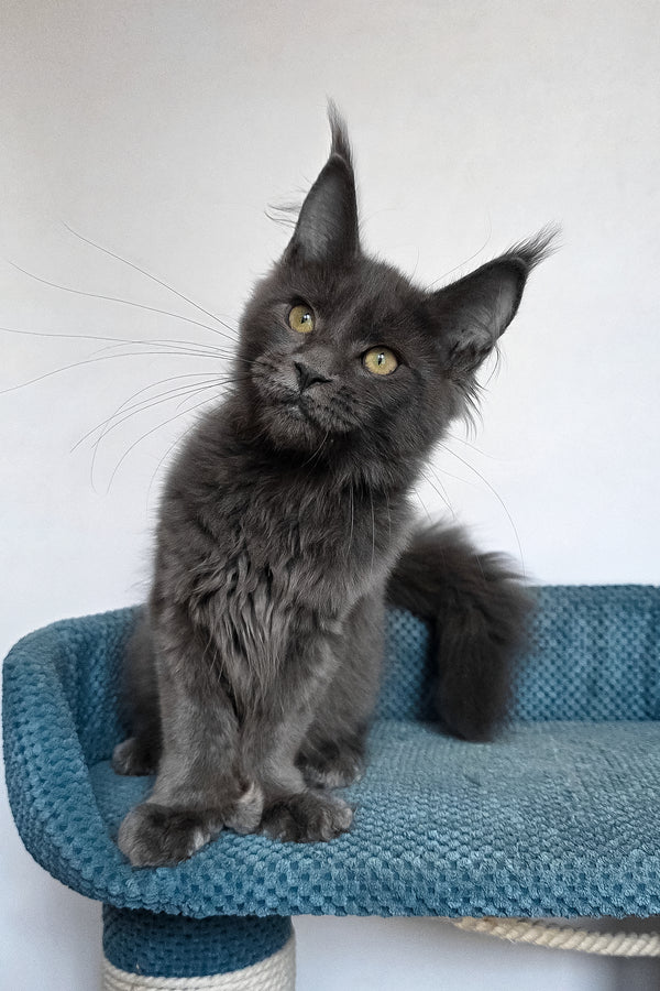 Wioletta | Polydactyl Maine Coon Kitten