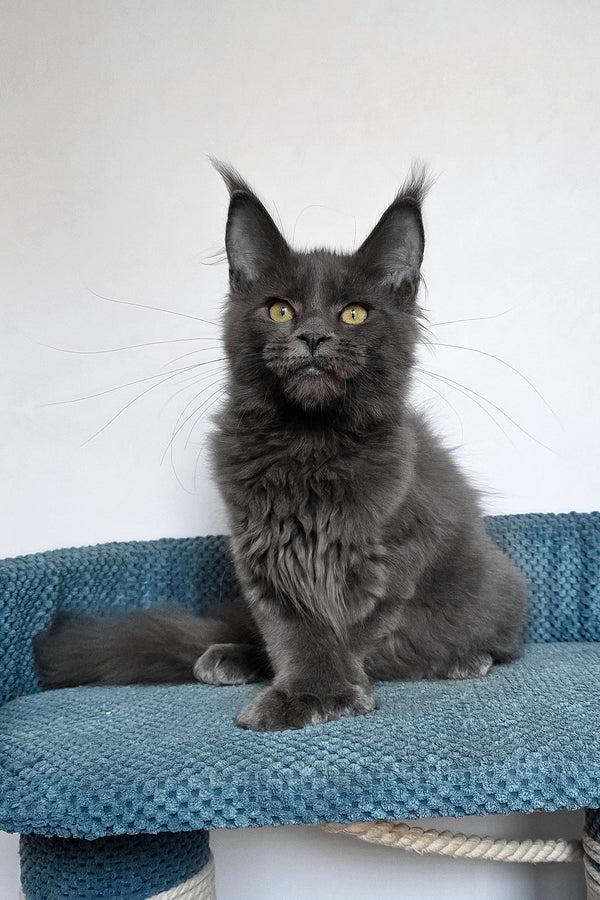 Wioletta | Polydactyl Maine Coon Kitten