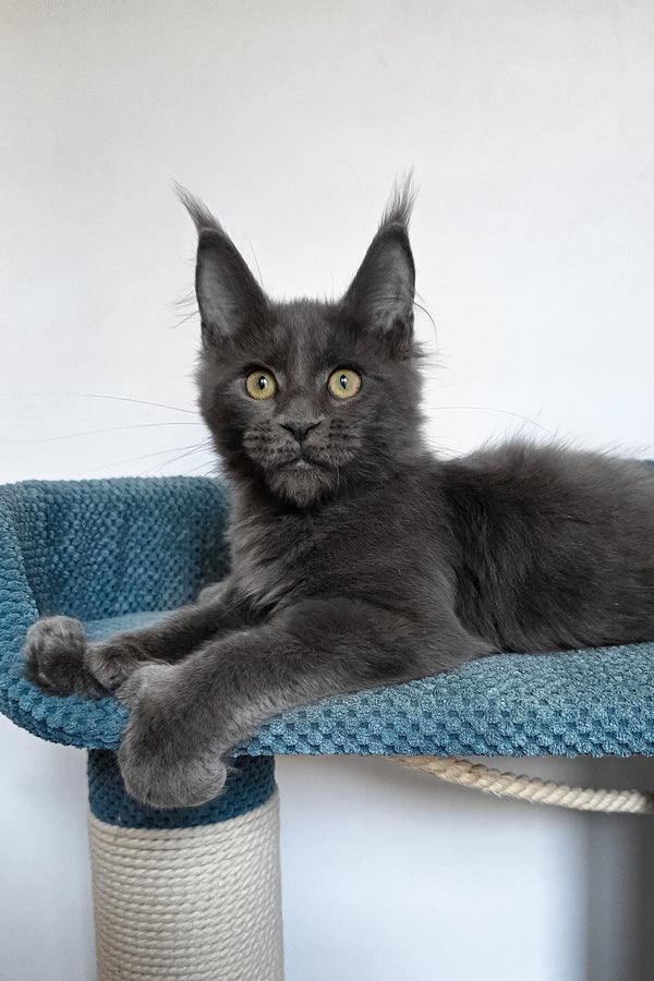Wioletta | Polydactyl Maine Coon Kitten