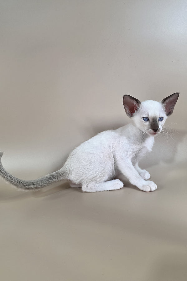 Wisteria | Oriental Shorthair Kitten