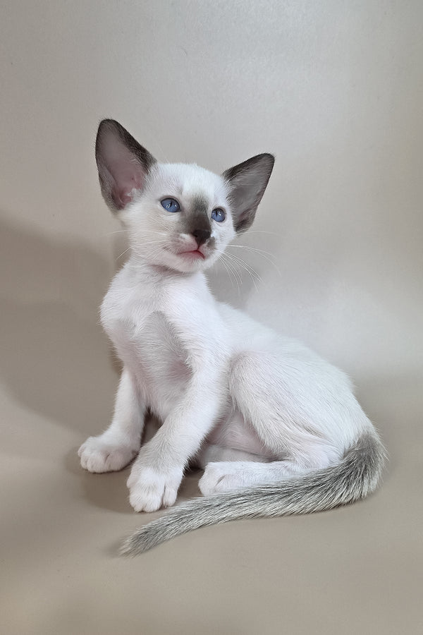Wisteria | Oriental Shorthair Kitten