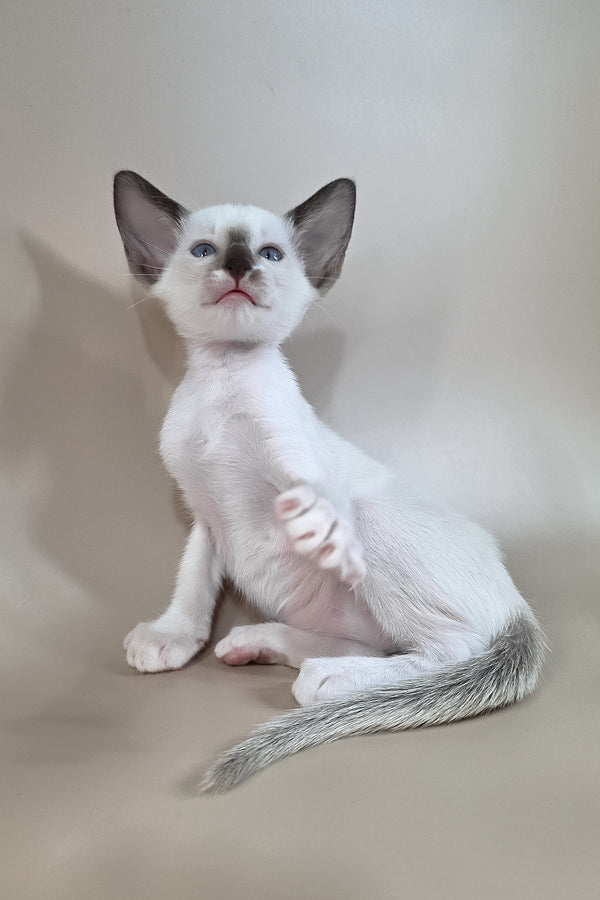Wisteria | Oriental Shorthair Kitten