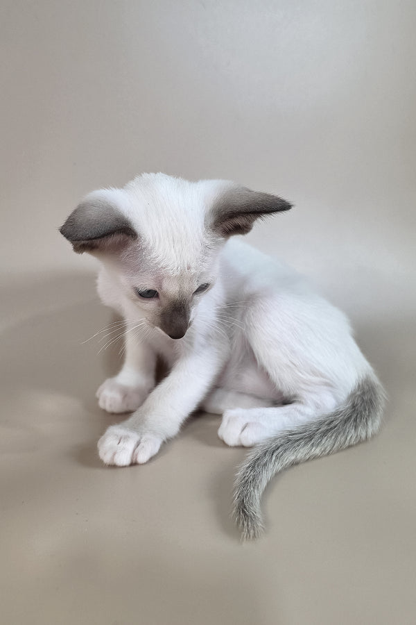Wisteria | Oriental Shorthair Kitten