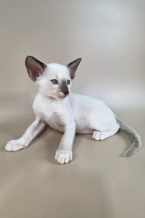 Wisteria | Oriental Shorthair Kitten