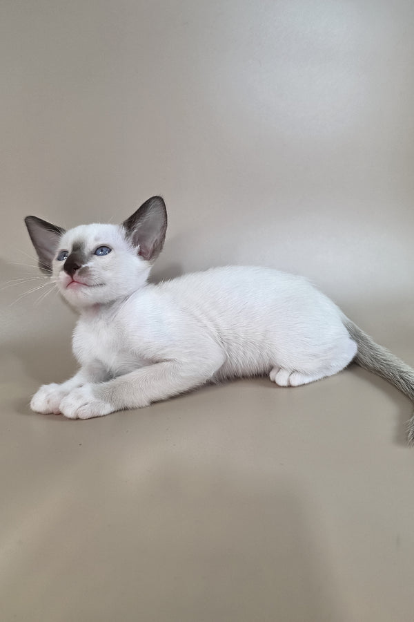 Wisteria | Oriental Shorthair Kitten
