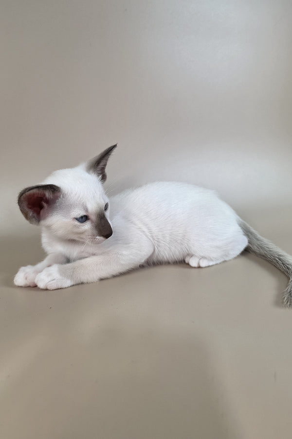 Wisteria | Oriental Shorthair Kitten