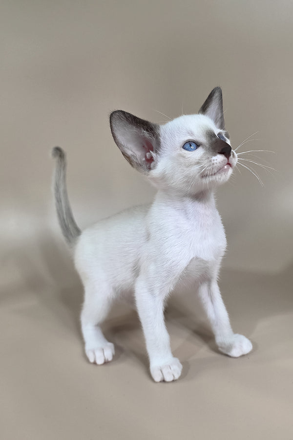 Wisteria | Oriental Shorthair Kitten
