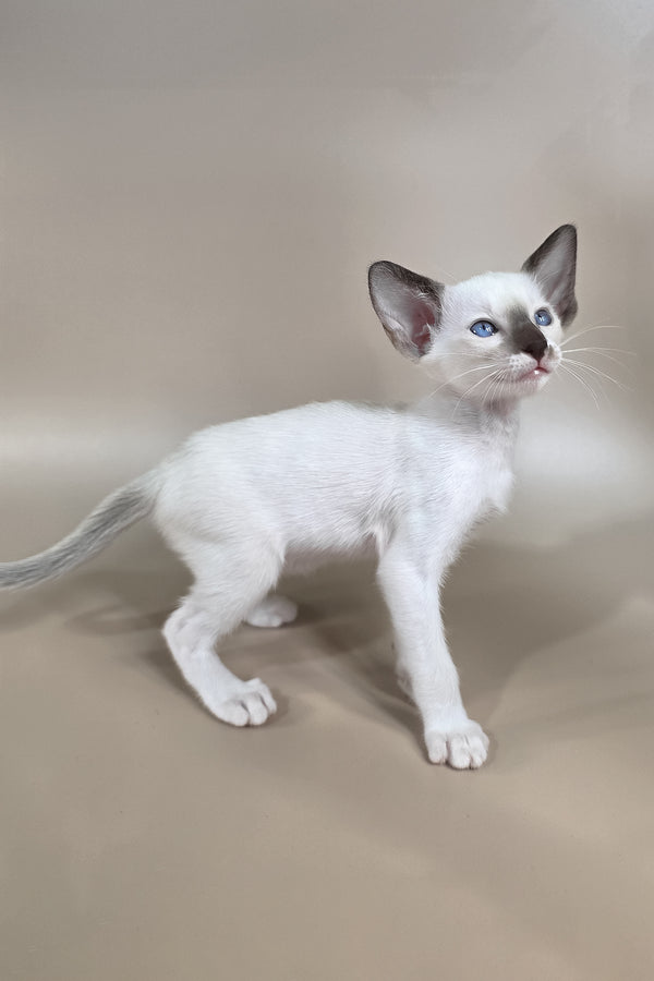 Wisteria | Oriental Shorthair Kitten