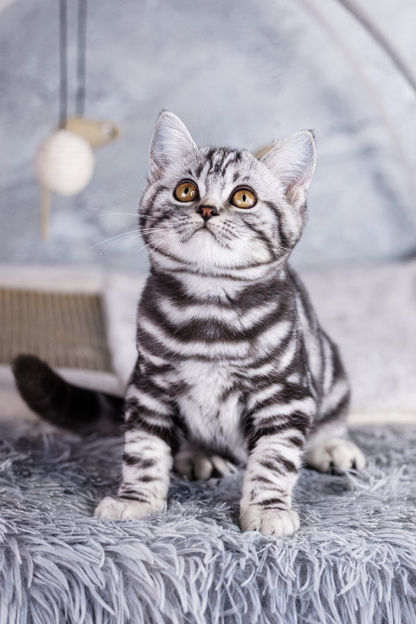 Wizard | Scottish Straight Kitten