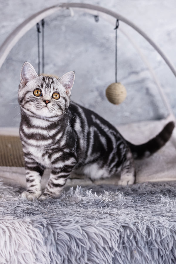 Wizard | Scottish Straight Kitten