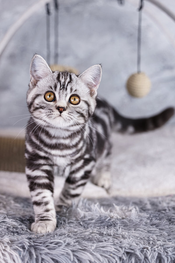 Wizard | Scottish Straight Kitten