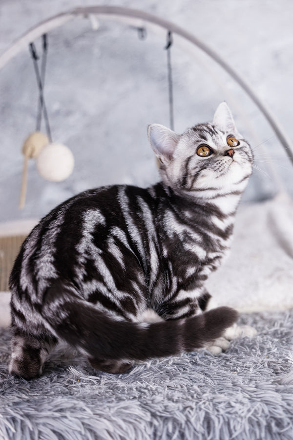 Wizard | Scottish Straight Kitten