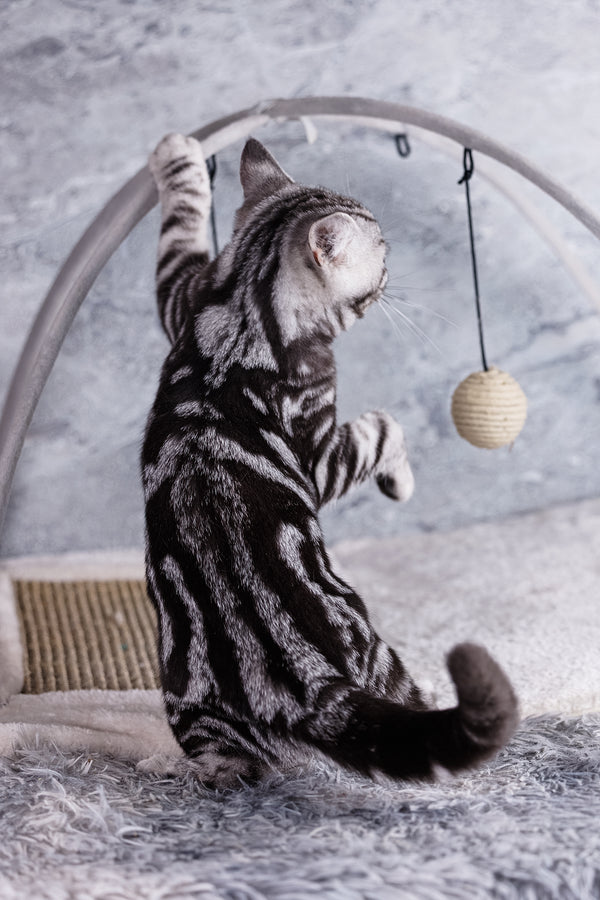 Wizard | Scottish Straight Kitten