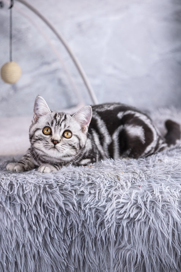 Wizard | Scottish Straight Kitten