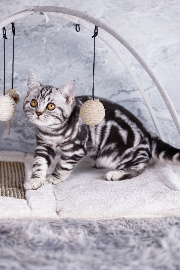 Wizard | Scottish Straight Kitten