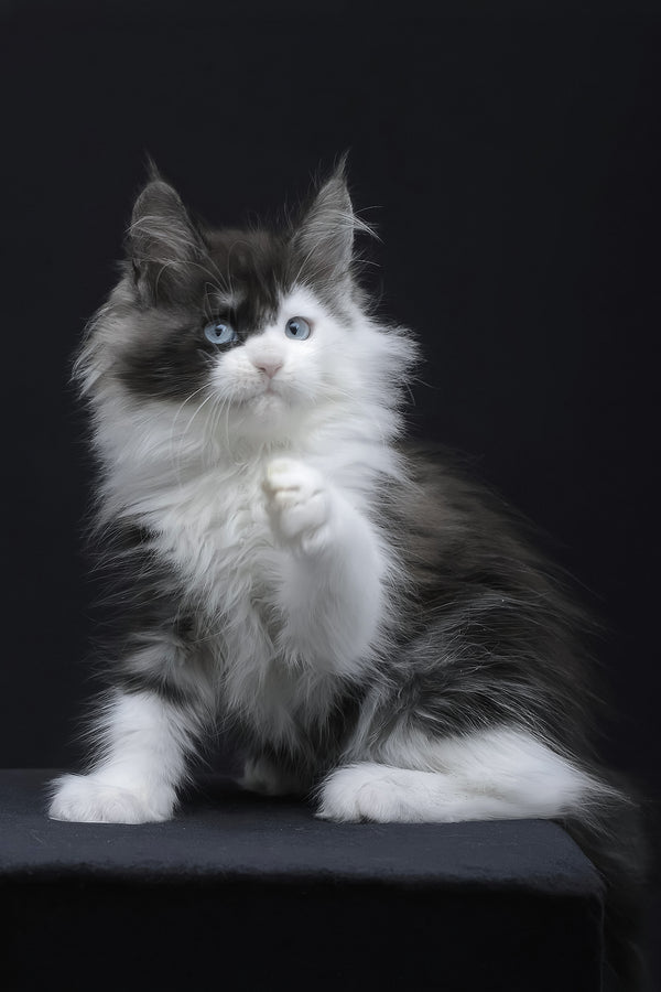 Wonder | Maine Coon Kitten