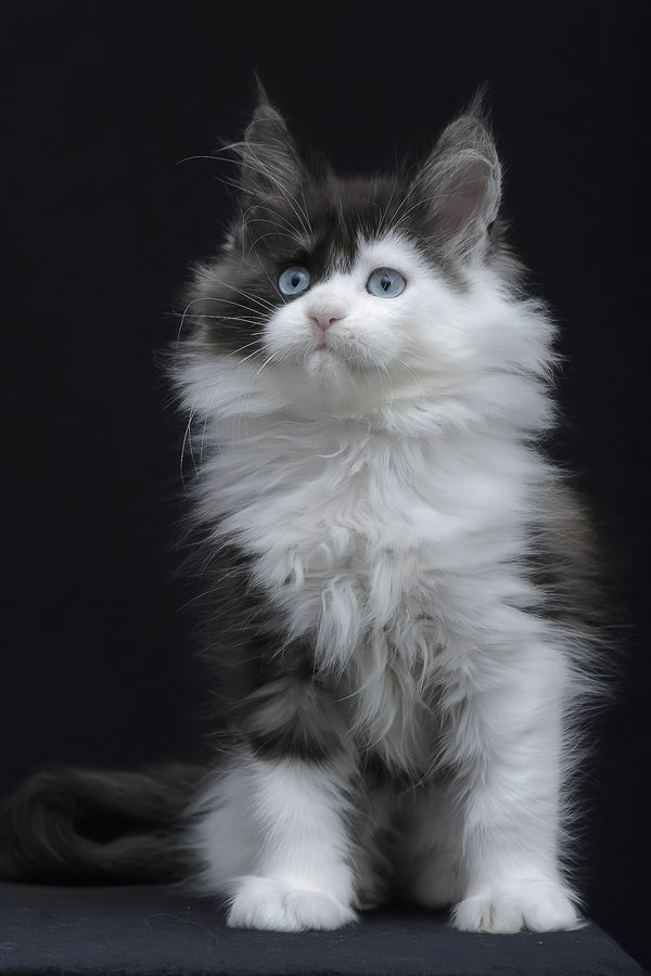 Wonder | Maine Coon Kitten