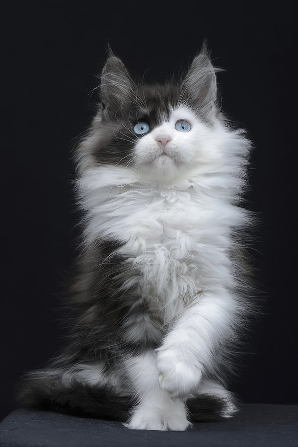 Wonder | Maine Coon Kitten