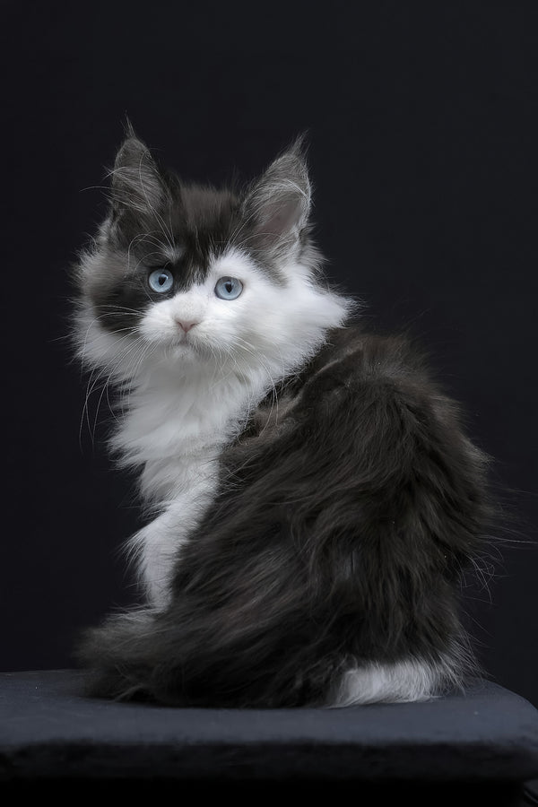 Wonder | Maine Coon Kitten