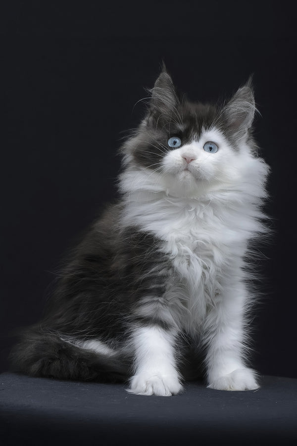 Wonder | Maine Coon Kitten