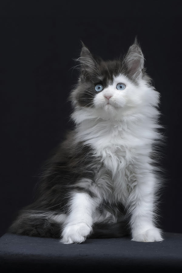 Wonder | Maine Coon Kitten