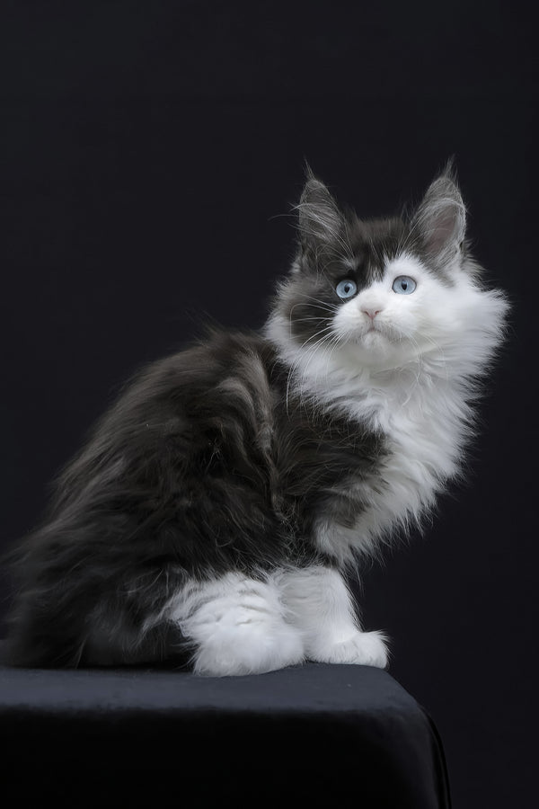 Wonder | Maine Coon Kitten