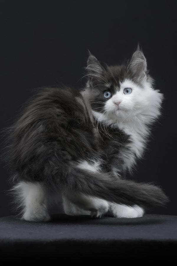 Wonder | Maine Coon Kitten