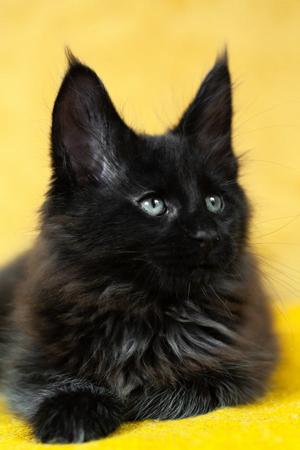 Night | Maine Coon Kitten