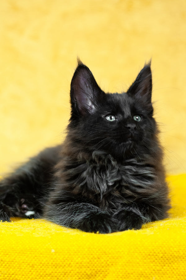 Night | Maine Coon Kitten