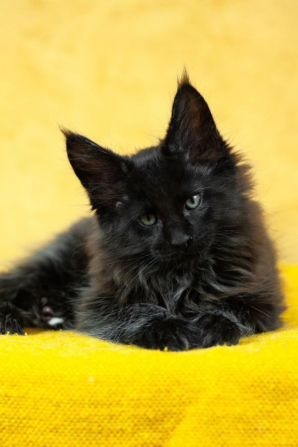 Night | Maine Coon Kitten