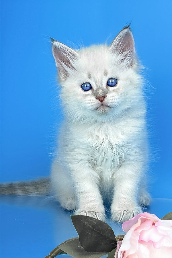 Xander | Siberian Kitten