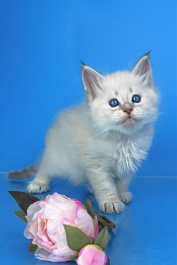 Xander | Siberian Kitten