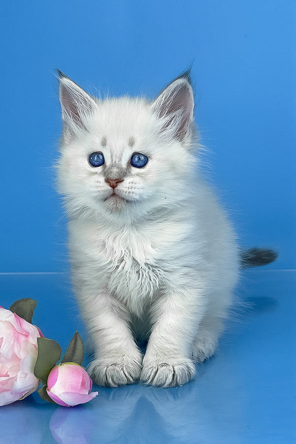 Xander | Siberian Kitten