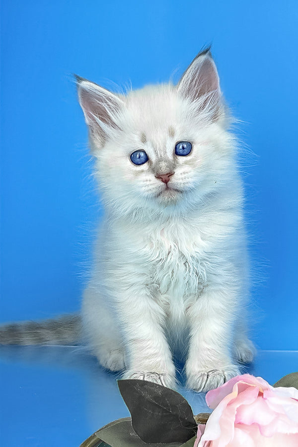Xander | Siberian Kitten