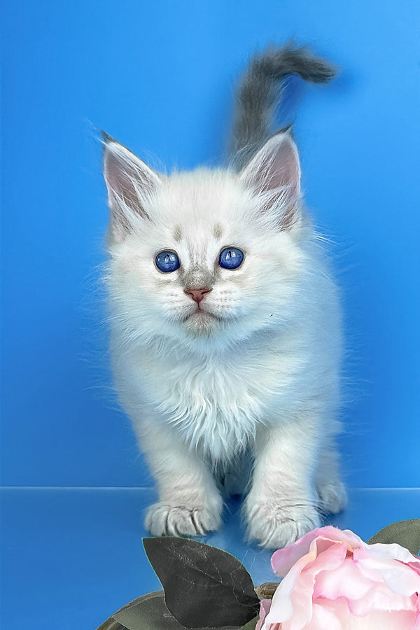 Xander | Siberian Kitten