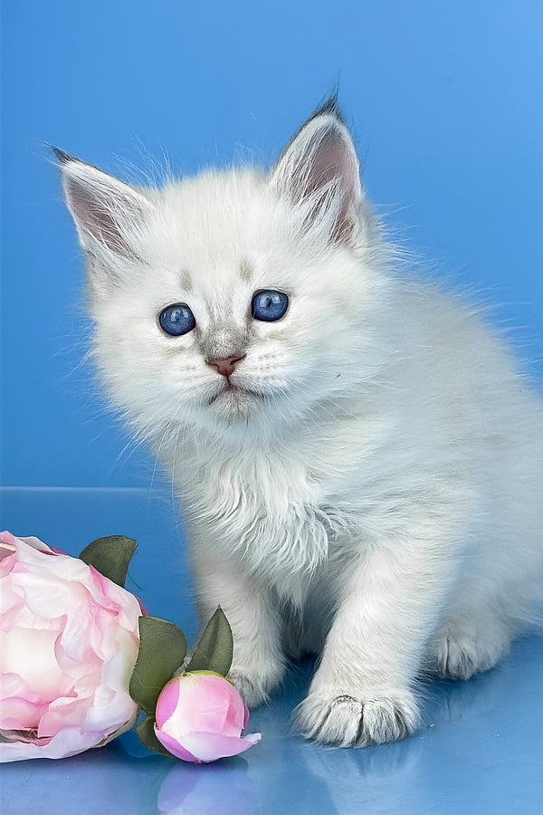 Xander | Siberian Kitten