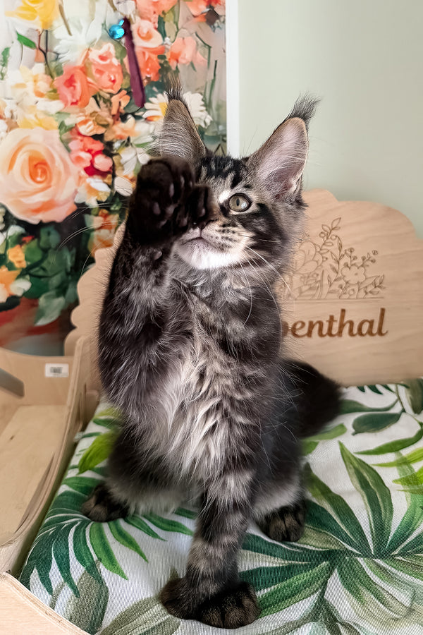 Xander | Polydactyl Maine Coon Kitten
