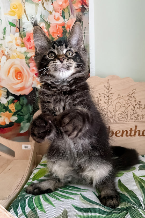 Xander | Polydactyl Maine Coon Kitten