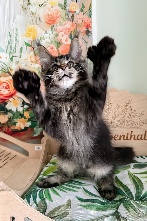 Xander | Polydactyl Maine Coon Kitten