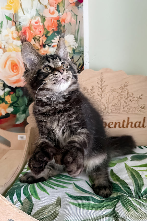 Xander | Polydactyl Maine Coon Kitten