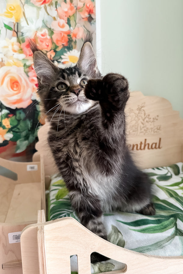 Xander | Polydactyl Maine Coon Kitten