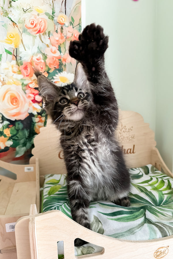 Xander | Polydactyl Maine Coon Kitten