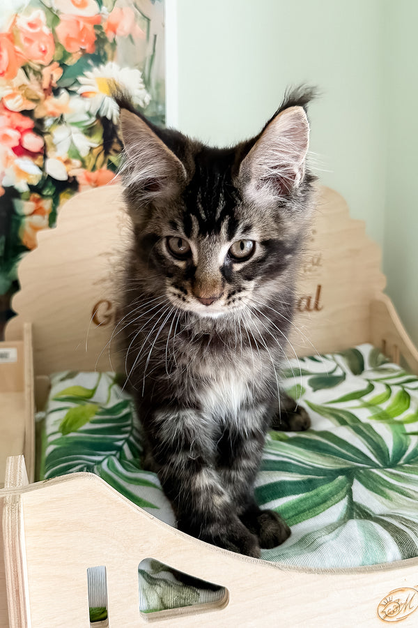 Xander | Polydactyl Maine Coon Kitten