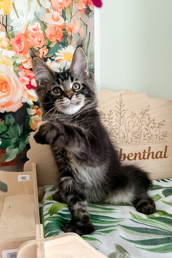 Xander | Polydactyl Maine Coon Kitten