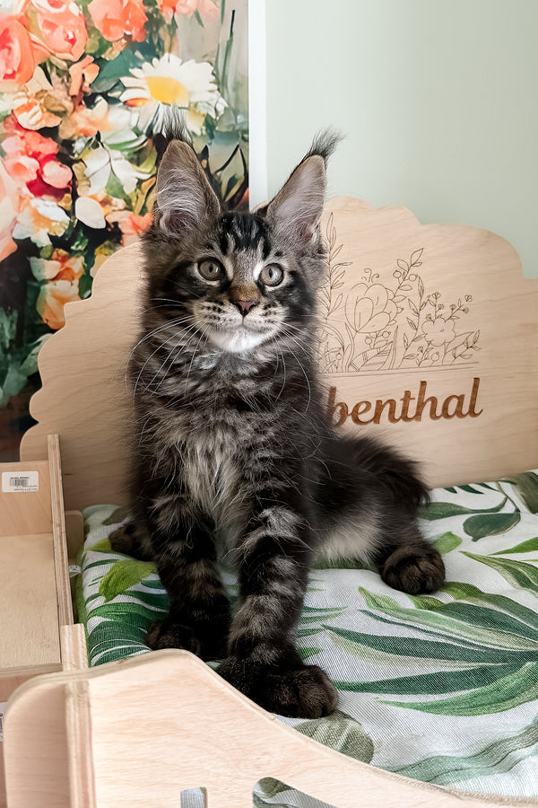 Xander | Polydactyl Maine Coon Kitten