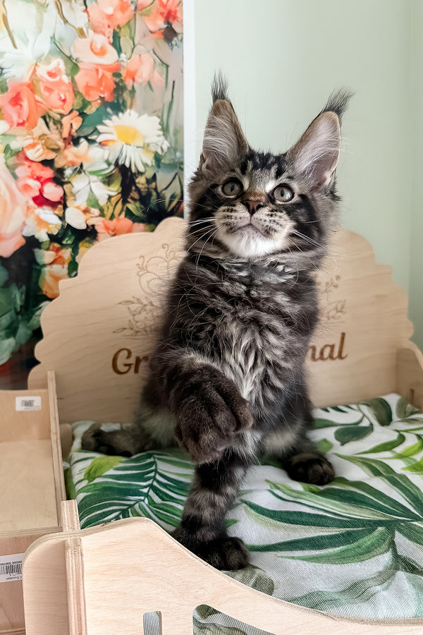 Xander | Polydactyl Maine Coon Kitten