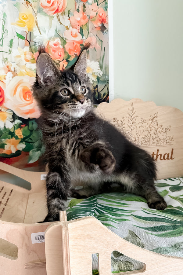 Xander | Polydactyl Maine Coon Kitten